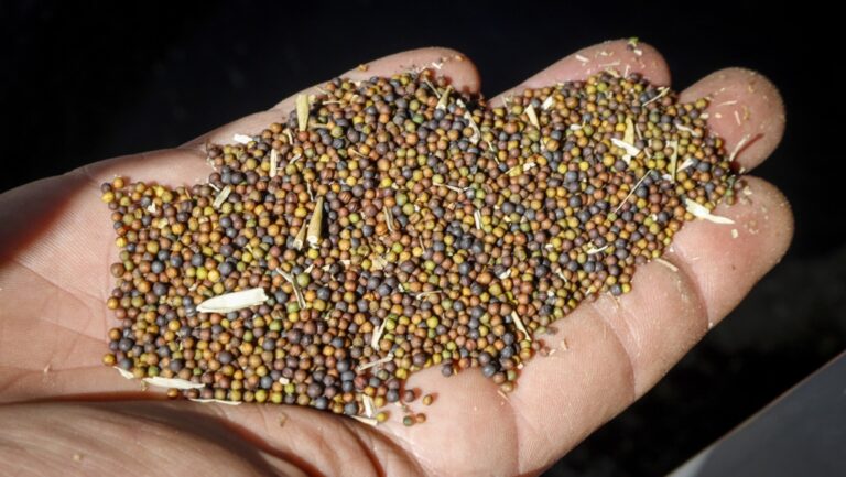 Comment les tarifs américains pourraient affecter l’industrie agricole canadienne et les prix à la consommation