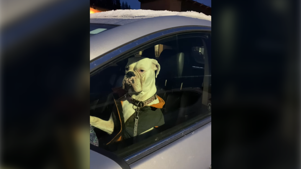 "Il en avait fini avec le shopping": une vidéo montre un chien klaxonnant dans le parking d'un centre commercial de Colombie-Britannique