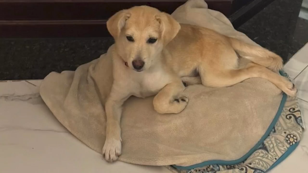 La voiture de cette famille ontarienne a été volée à Montréal avec leur chien toujours à l'intérieur
