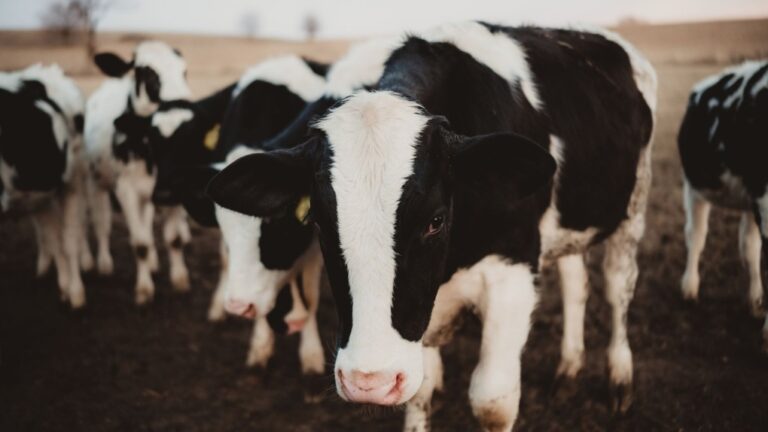 The USDA will require testing of milk stored before processing to better track the bird flu outbreak in dairy cattle. (madisonwi/E+/Getty Images via CNN Newsource)