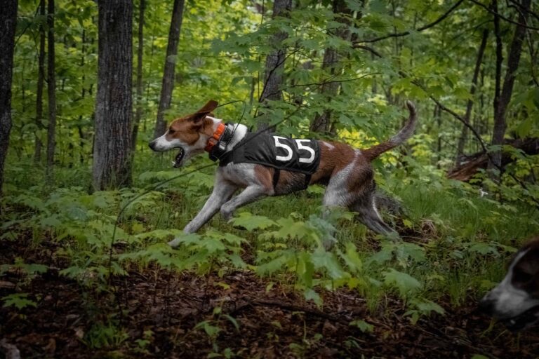 Le sport canin de niche a divisé le caucus PC de Doug Ford alors que le plan d'expansion était tué, puis ressuscité