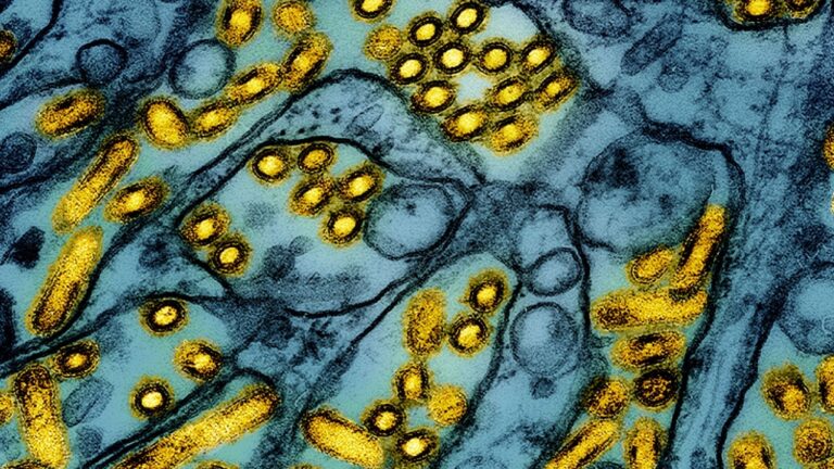 Le virus chez un patient atteint de grippe aviaire en Louisiane présente des mutations qui pourraient augmenter la transmissibilité aux humains, selon une analyse du CDC