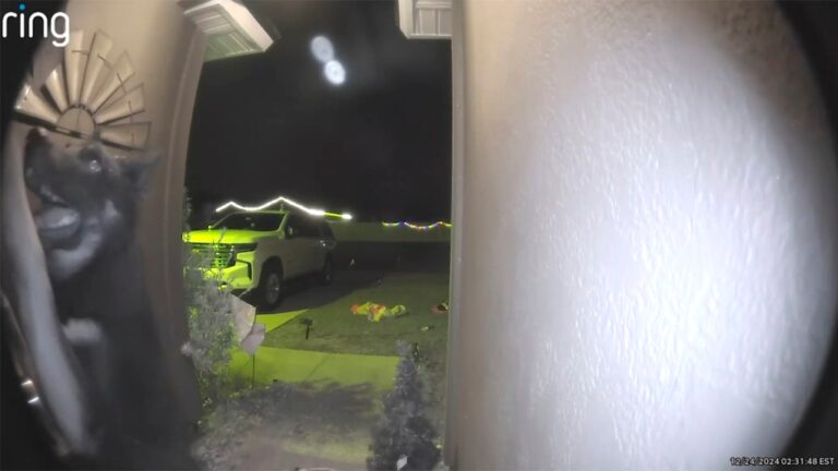 Un chien disparu revient dans une famille de Floride et sonne à la porte