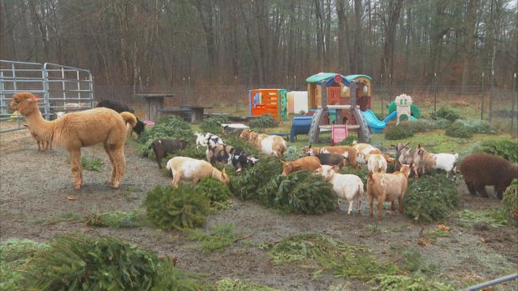 Now that the holidays are almost over, many people may be looking to dispose of their Christmas tree. One farm in Massachusetts is letting people do just that, in a furry and eco-friendly way. (WBZ via CNN Newsource)