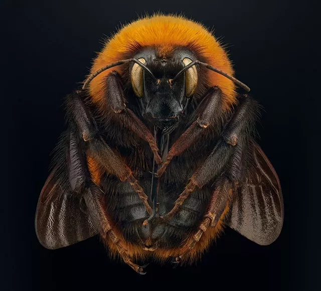 "Giant Patagonian Bumblebee" par Levon Biss - courtoisie