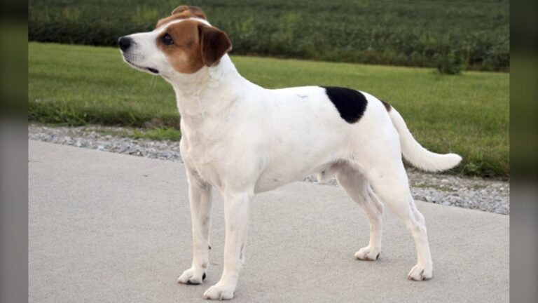 A Danish-Swedish Farmdog is shown. (Brooks H Mabry/American Kennel Club via AP)