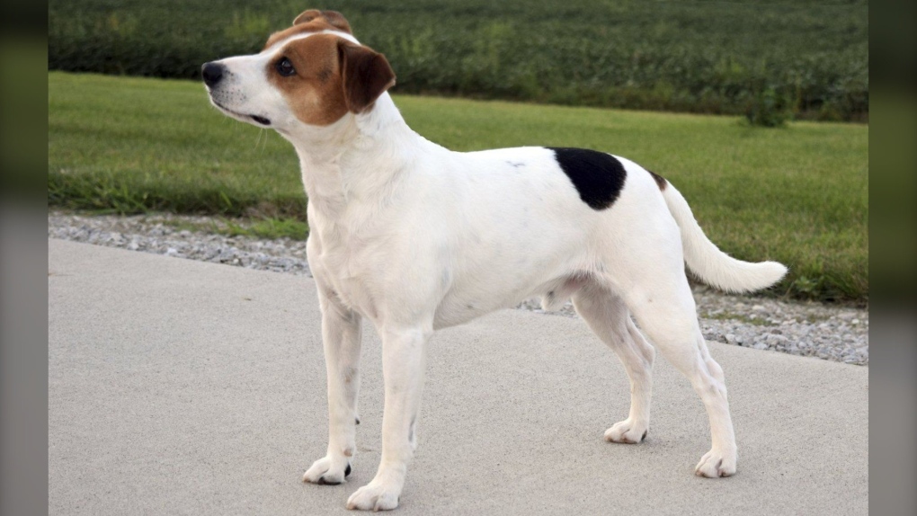 A Danish-Swedish Farmdog is shown. (Brooks H Mabry/American Kennel Club via AP)