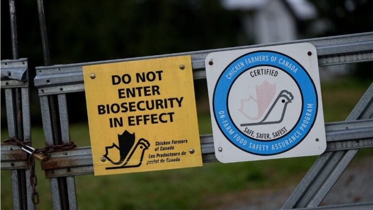 Le cas d'un adolescent de Colombie-Britannique atteint de grippe aviaire montre une mutation « inquiétante » du virus