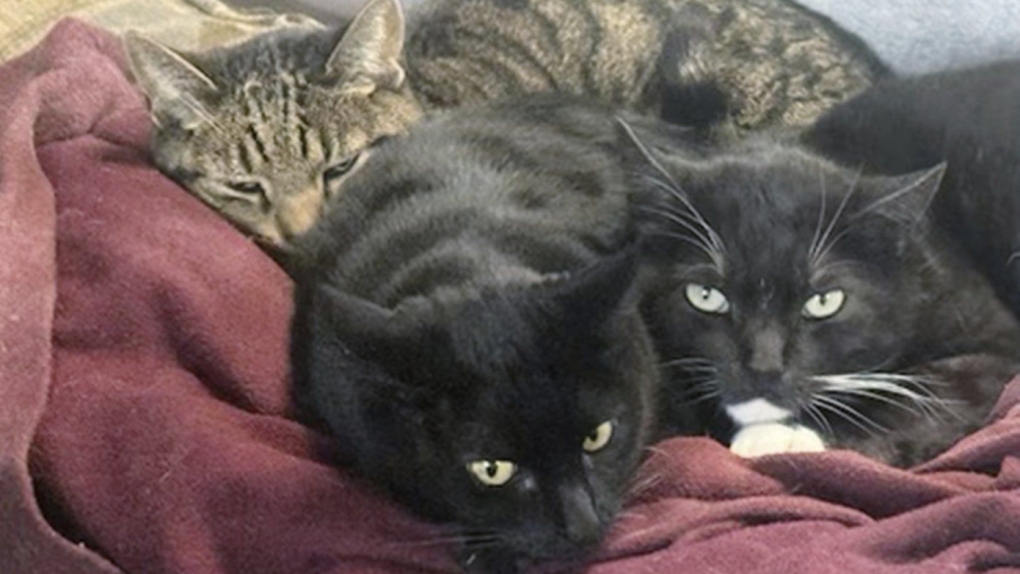 This photo provided by Joseph Journell of San Bernardino, Calif. shows two of his cats, Alexander, background, and Tuxsie, right, who died from bird flu after they drank raw cow's milk. Cleo, center, did not drink the milk and remained healthy. (Joseph Journell via AP)