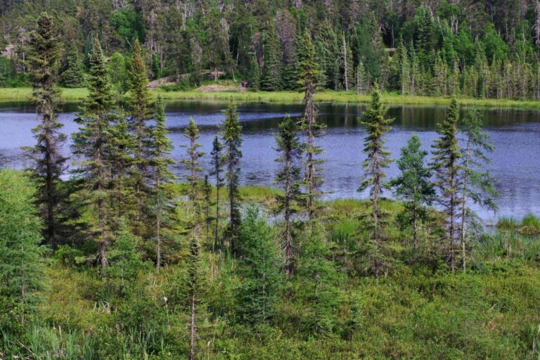 Une entreprise américaine offre ses terres forestières du nord-ouest de l’Ontario pour un projet d’élimination du carbone