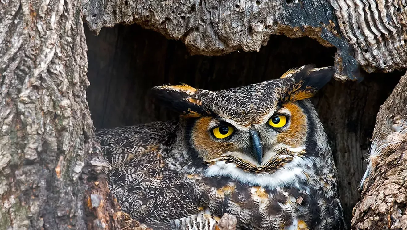 Magnificent 7: doit voir, doit faire, 26 février-mars 5