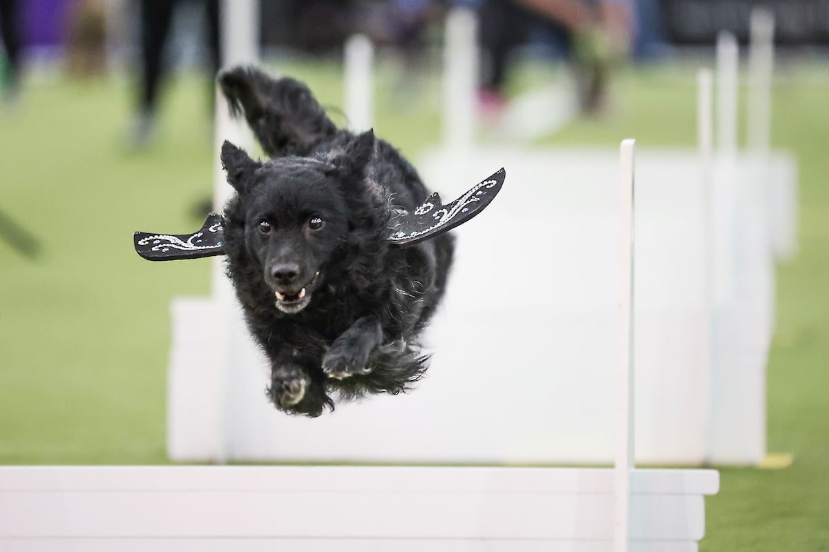 Appelez ça The Dog Bowl: les athlètes canins obtiennent leur propre week-end du Super Bowl