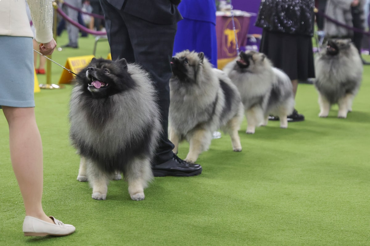 Au Westminster Kennel Club Club Dog Show, analysant certains des noms des concurrents est un peu difficile