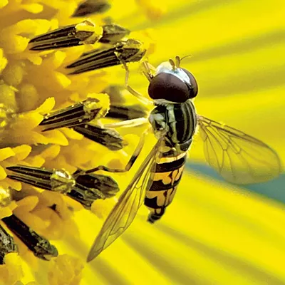 "The Eastern Calligrapher" par Lynette Reep - Courtoisie