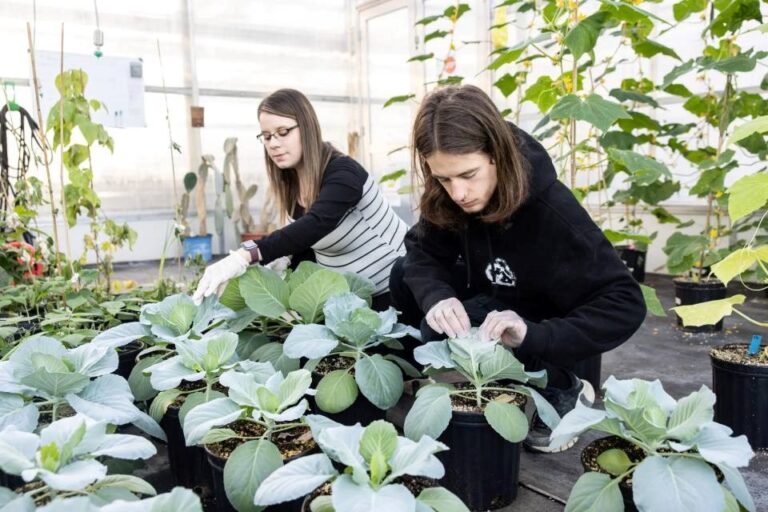 College Project vise à faire progresser la sécurité alimentaire du Nord