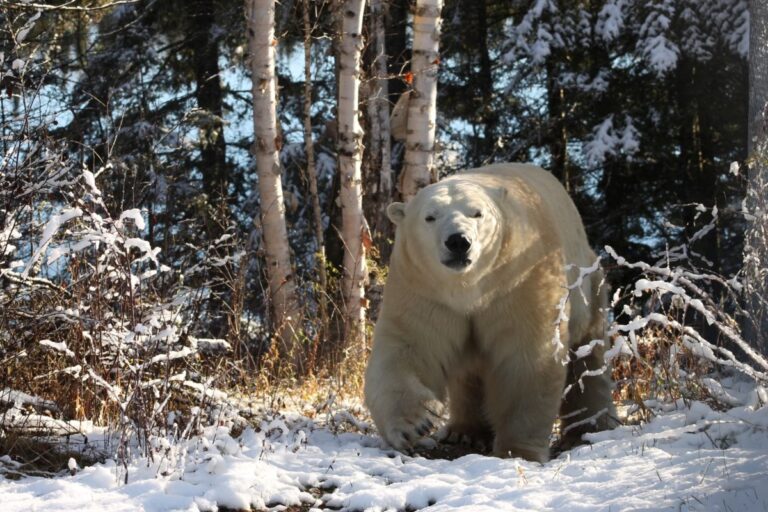 L'attraction de l'ours polaire de Cochrane se prépare pour le respect du tourisme