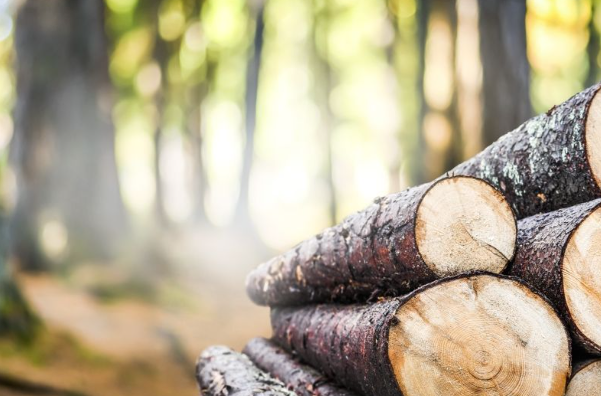 Le bois canadien est la base d'une stratégie de logement abordable, explique Unifor