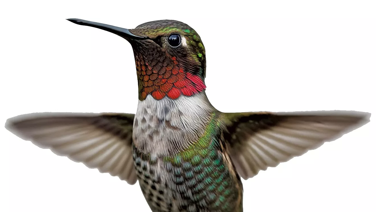 Demandez au révérend: j'aimerais que plus de colibris viennent dans ma cour