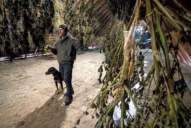 John Rodgers avec du cannabis sèche dans sa grange - Fichier: Jeb Wallace-Brocket