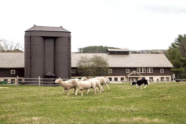 Journée de la famille des moutons et de la laine - Gracieuseté de Ryan Maxwell