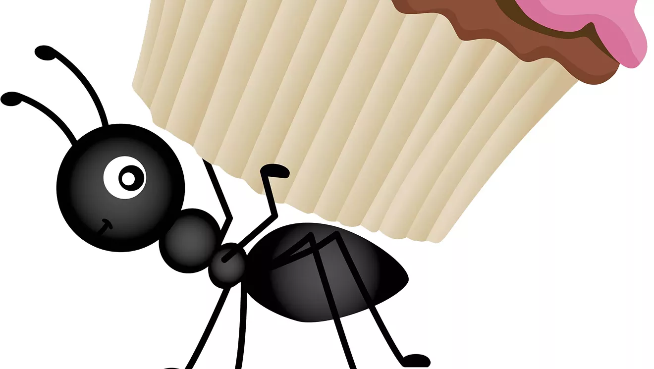 Demandez au Rev: comment puis-je me débarrasser des fourmis sans les tuer?