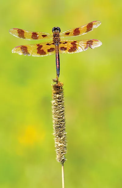 Halloween Pennant Dragonfly - gracieuseté de Bernie Paquette