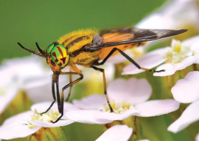 Deerfly - gracieuseté de Bernie Paquette