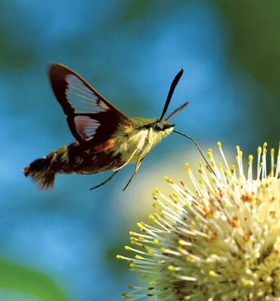 Hummingbird Clearwing Moth - gracieuseté de Bernie Paquette