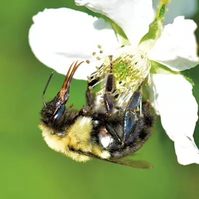 Bumblebee oriental commun - gracieuseté de Bernie Paquette