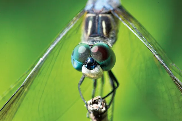 Blue Dasher Dragonfly - gracieuseté de Bernie Paquette