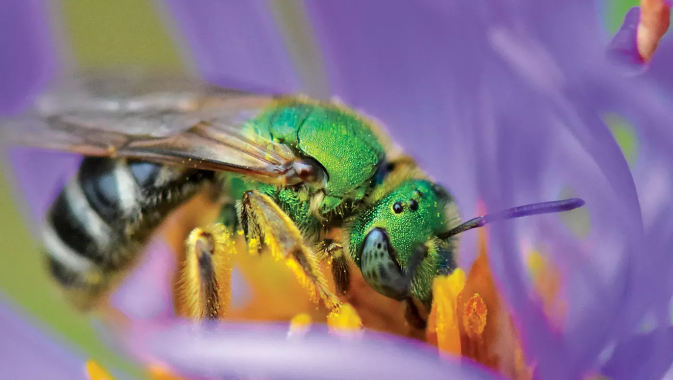 Bernie Paquette partage la joie d'observer les abeilles sauvages
