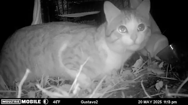 Gustavo a pris une caméra trail - gracieuseté de Sue Wear