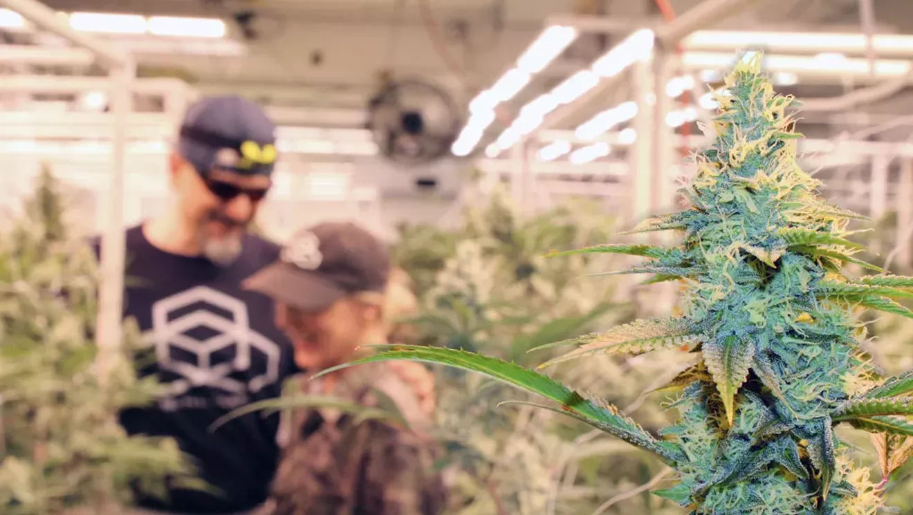 Scott signe une facture de cannabis que de nombreux producteurs n'aiment pas