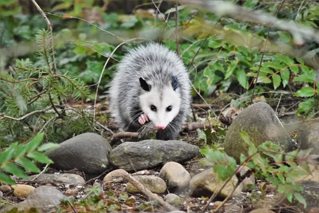 Magnificent Mammals Day - gracieuseté de Jennifer Uppendahl