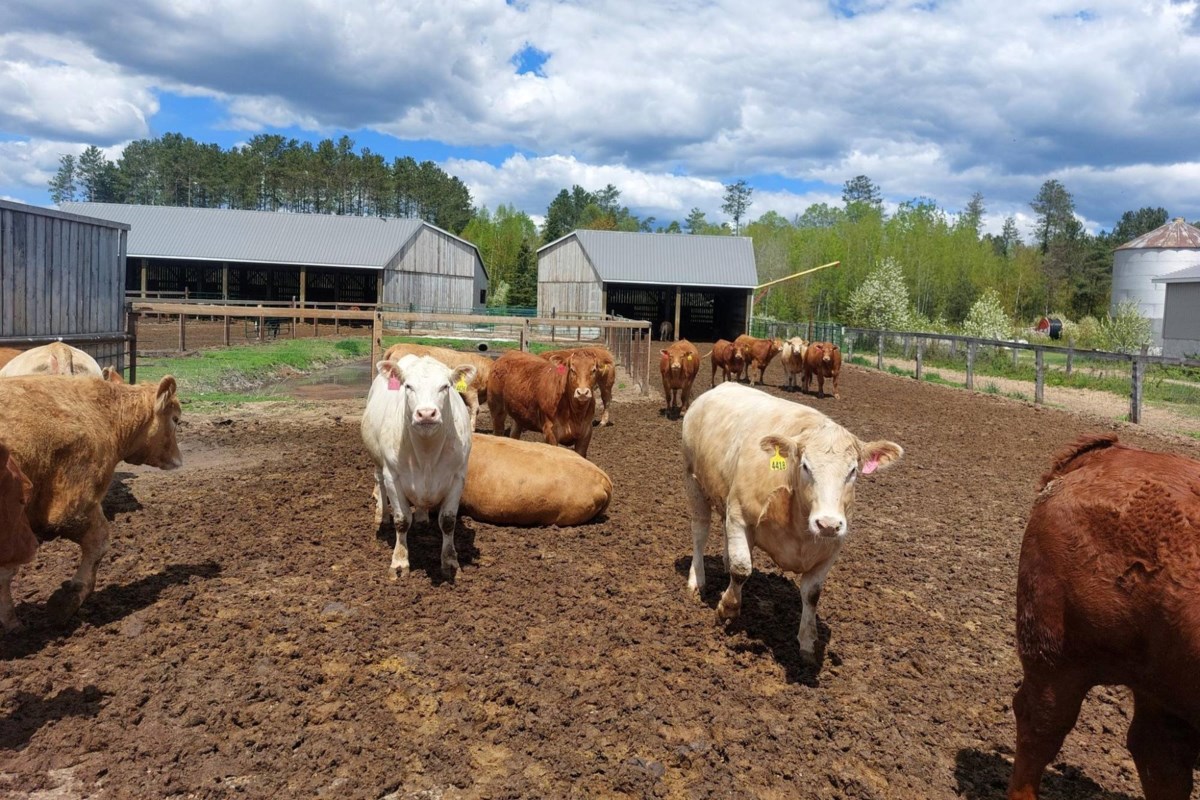 Business of the Month: Penokean Hills Farms Boîte à la vente au détail avec New North Bay Butcher Shop