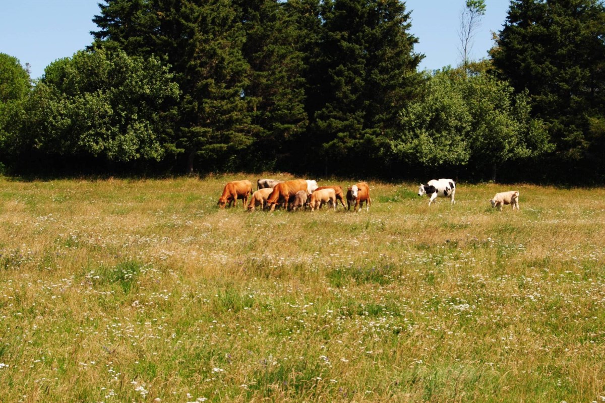 FedNor annonce des fonds pour l'agriculture, la série vidéo