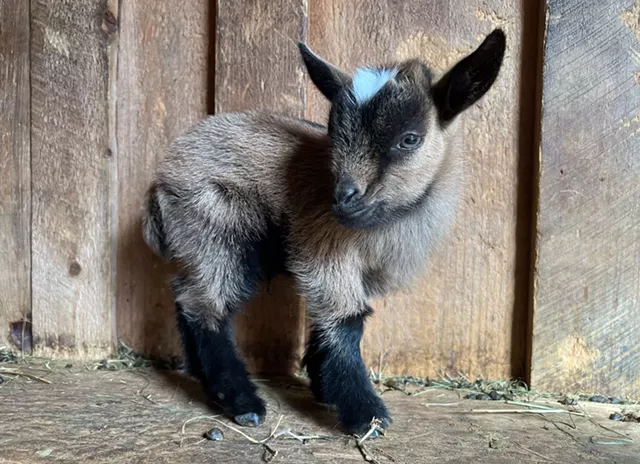 "Claude" par Aaron Hurwitz - courtoisie