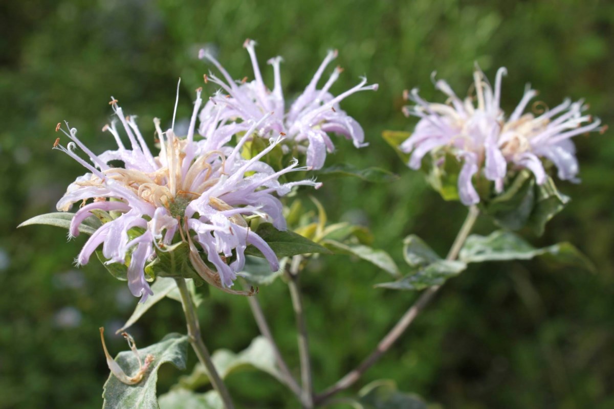 La ferme sauvage de la région de Sudbury est une peinture impressionniste dans la vie