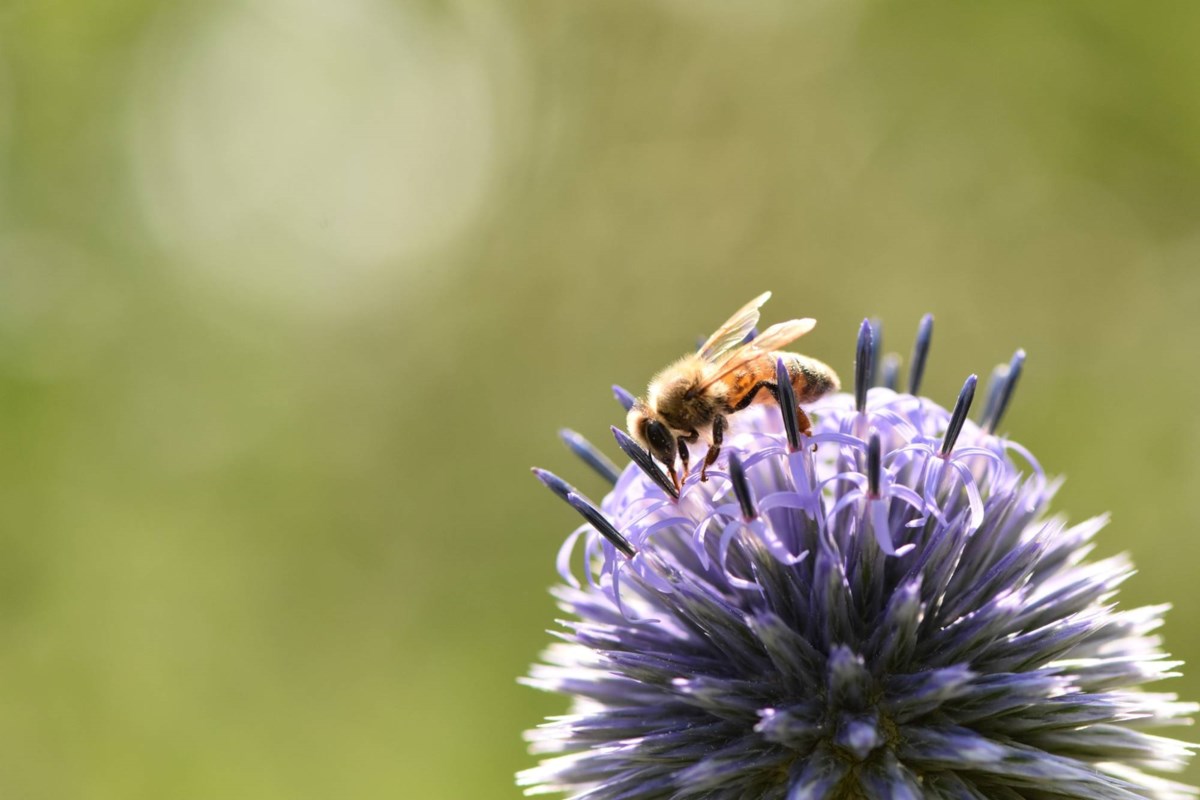 Le nouveau financement maintient le bourdonnement de l'industrie des abeilles de l'Ontario