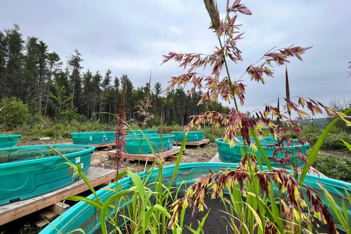 Le riz sauvage pourrait-il être une récolte de retour dans le nord-ouest de l'Ontario?