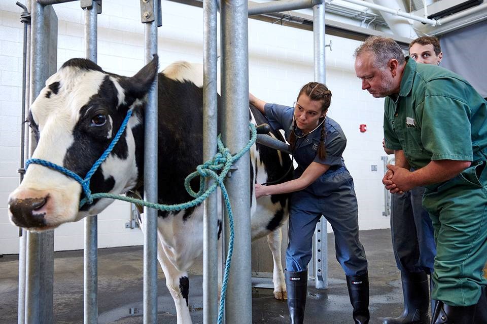 First Northern Cohort commence une formation sur le vétérinaire à Guelph