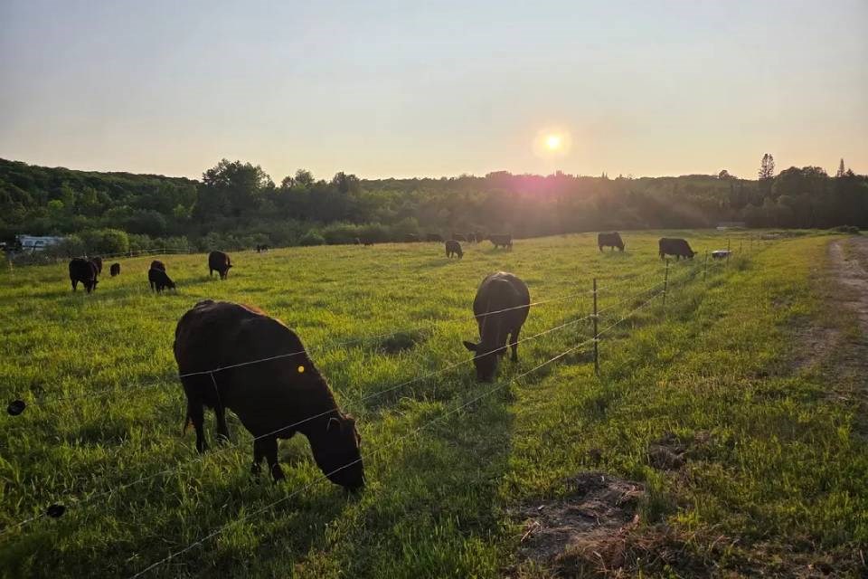 La seule ferme de bétail de North Bay augmente les enjeux du nord du bœuf