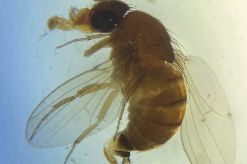 Shoo fly : Des chercheurs de Sudbury s’attaquent à un ravageur envahissant des fruits