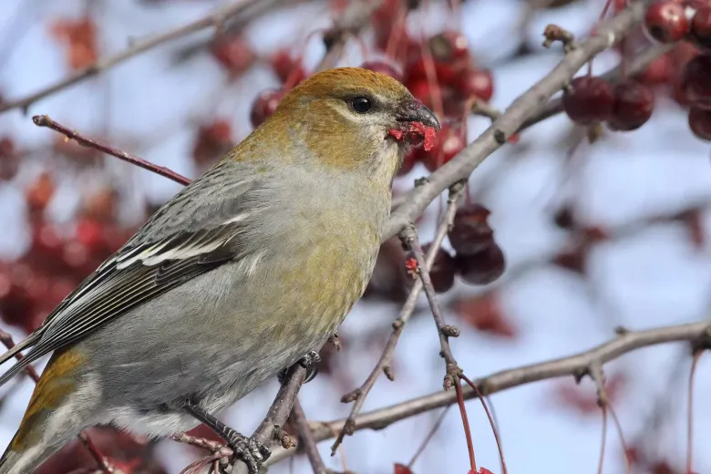 Cardinal des pins
