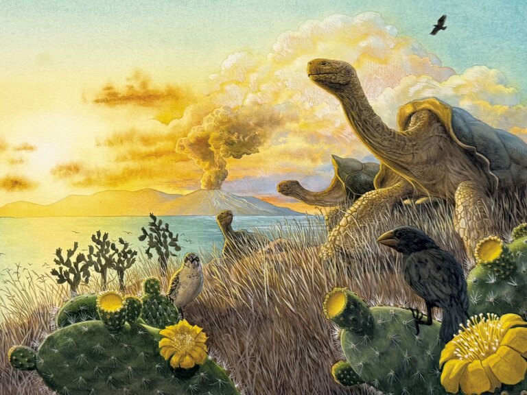 Un nouveau conservateur de la ville présente une exposition d'illustrations à South Burlington