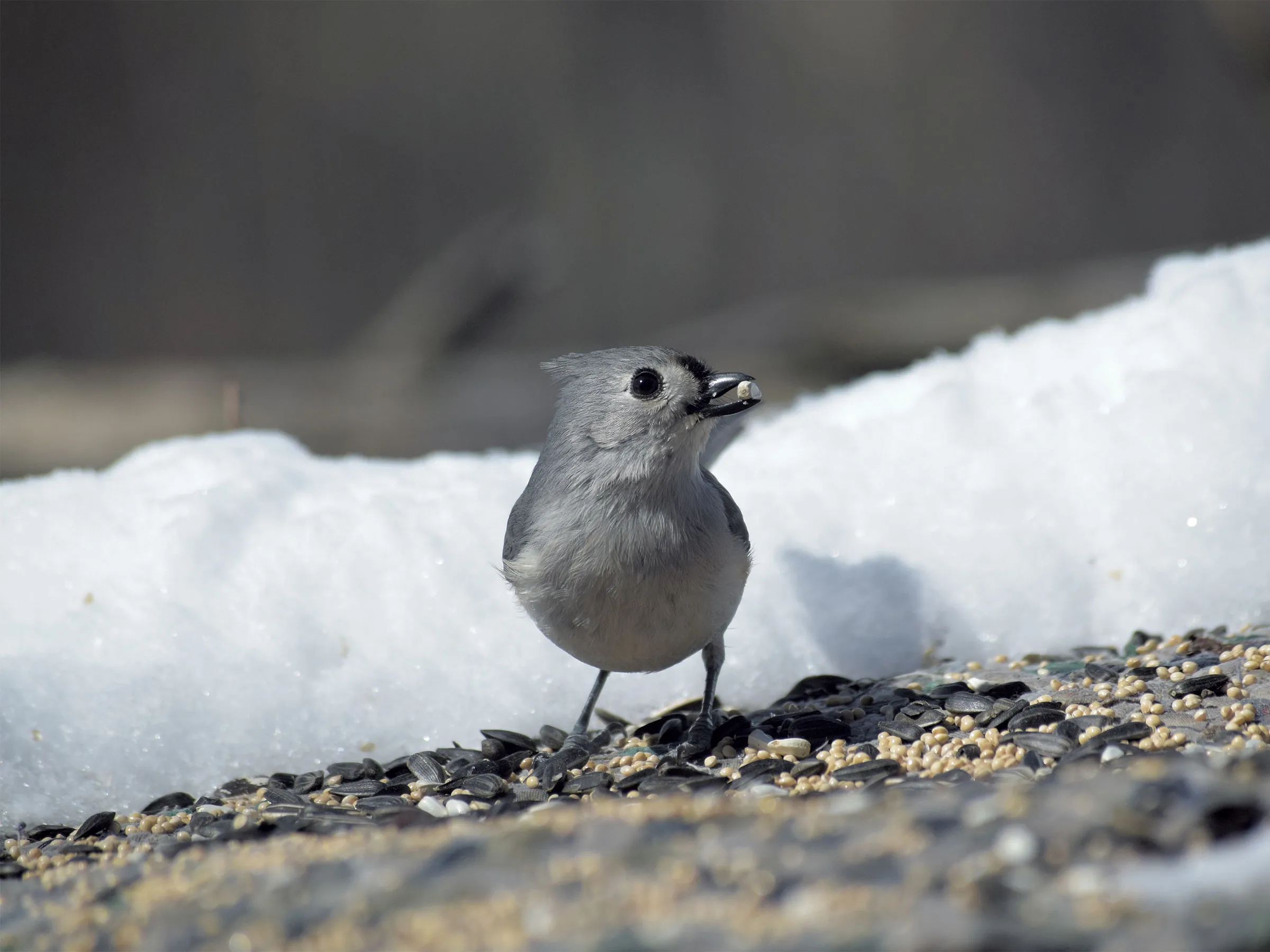 Les ornithologues amateurs du Vermont expliquent pourquoi ils l'aiment