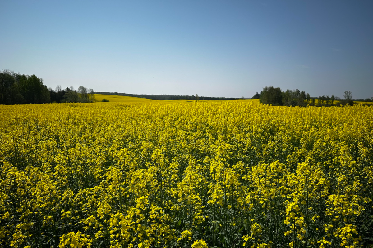 Les producteurs et les manutentionnaires de canola expriment un « monde d'optimisme » face à l'accord commercial Canada-Chine