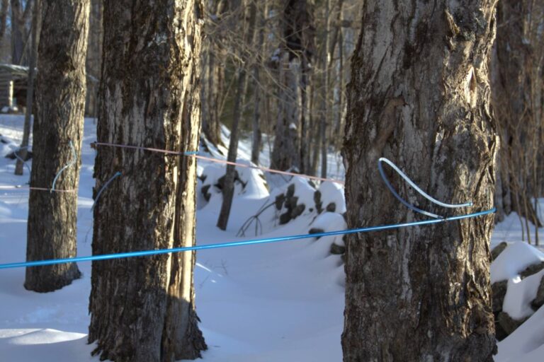 Les producteurs de sirop d'érable se rassemblent au Sault en octobre