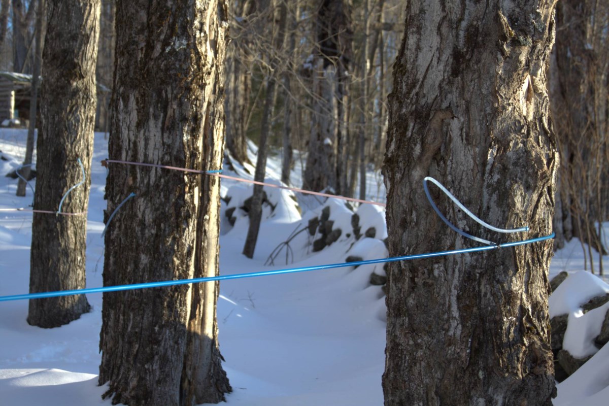 Les producteurs de sirop d'érable se rassemblent au Sault en octobre