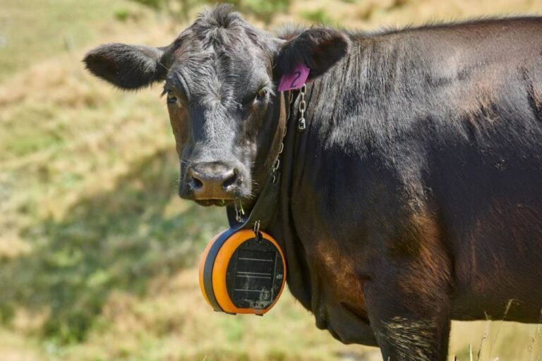 "Téléphone dans une main, bière dans l'autre, vaches en mouvement"
